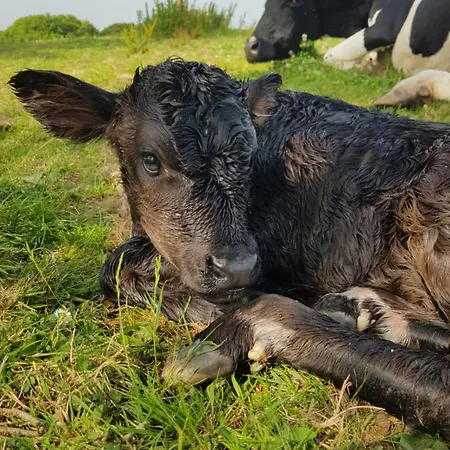 Debbie's At Tullig House & Farm 펜션