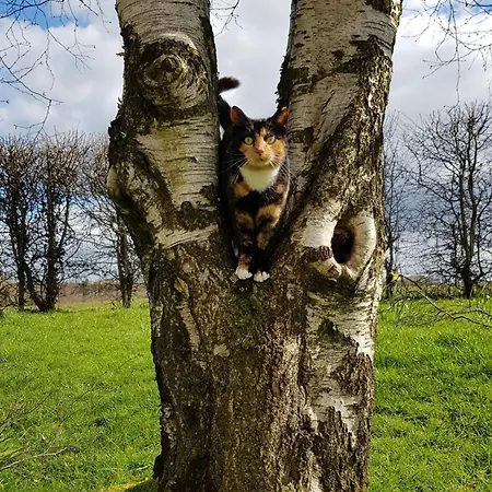 Debbie's At Tullig House & Farm 킬라니