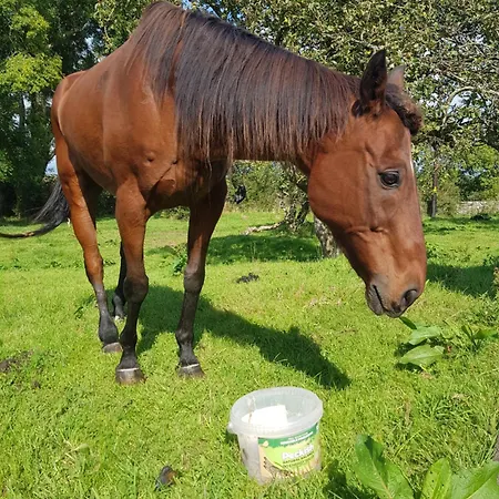 Debbie's At Tullig House & Farm 펜션 킬라니