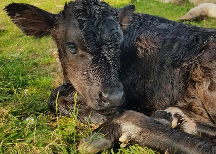 Debbie's At Tullig House & Farm Prázdninový dům