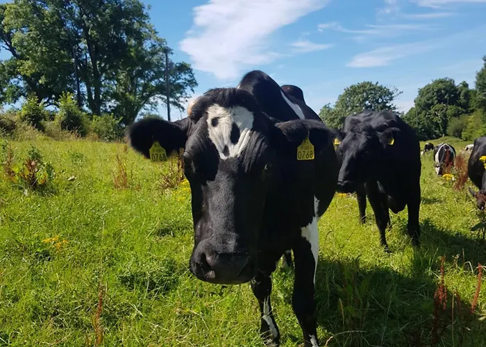 Prázdninový dům Debbie's At Tullig House & Farm *