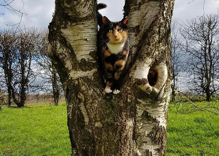 Debbie's At Tullig House & Farm 基拉尼