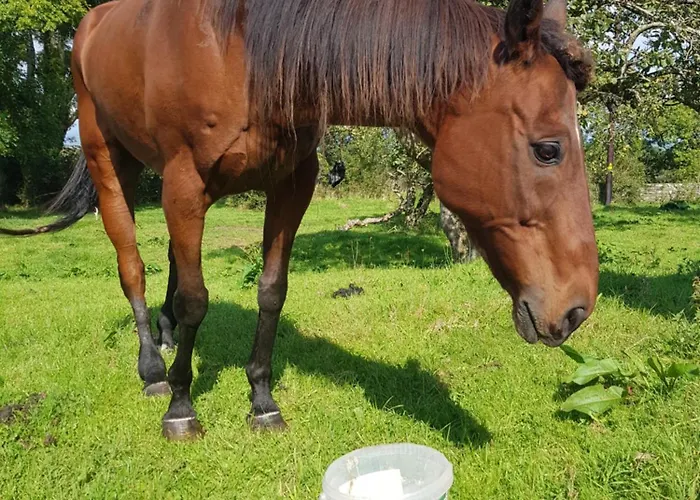 Debbie's At Tullig House & Farm 度假居 基拉尼